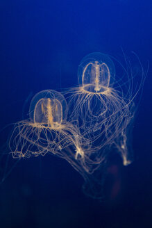 Canada, Vancouver, jellyfish in aquarium - NGF000164