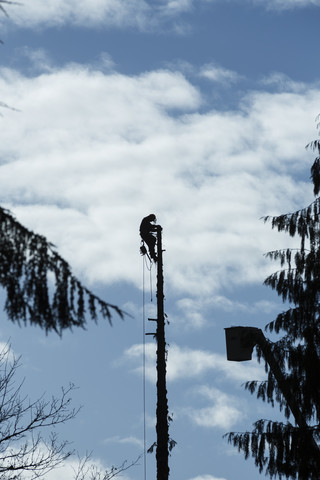 Kanada, Nord-Vancouver, Holzfäller beim Bäume schneiden, lizenzfreies Stockfoto
