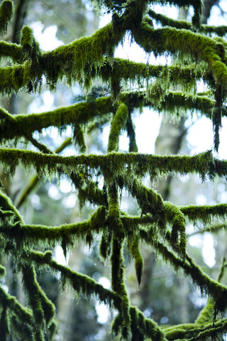 Canada, North Vancouver, moss grown tree stock photo