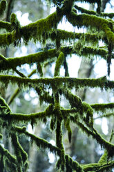Canada, North Vancouver, moss grown tree - NGF000169