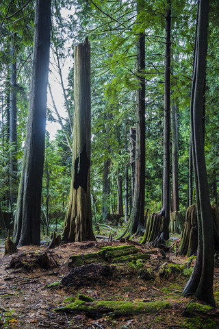Kanada, Nord-Vancouver, Bäume im Wald, lizenzfreies Stockfoto