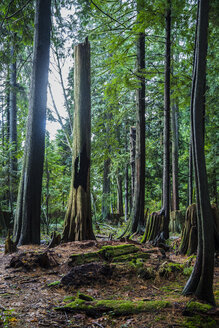 Canada, North Vancouver, Trees in forrest - NGF000170