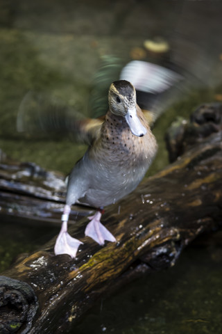 Canada, Vancouver Aquarium, Wet duck shaking feathers stock photo