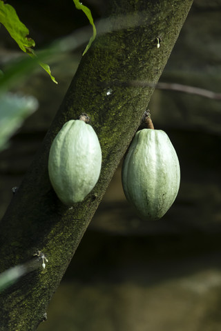 Canada, Vancouver Aquarium, Cocoa fruits stock photo