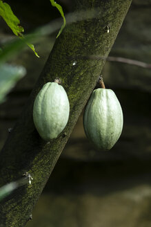 Canada, Vancouver Aquarium, Cocoa fruits - NGF000173