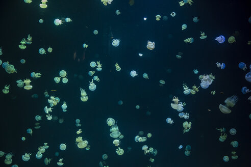 Canada, Vancouver Aquarium, Jellyfish - NGF000174