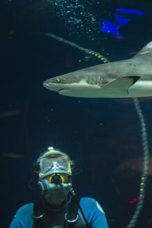 Kanada, Vancouver Aquarium, Schwarzspitzen-Riffhai und beobachtender Taucher - NGF000175
