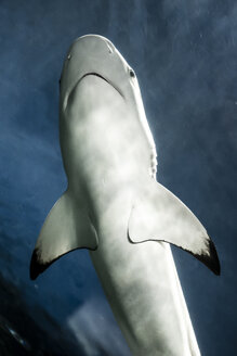 Canada, Vancouver Aquarium, Black-tip reef shark - NGF000176