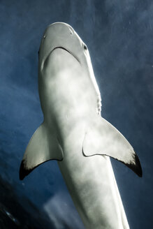 Kanada, Vancouver Aquarium, Schwarzspitzen-Riffhai - NGF000176