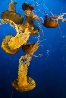 Canada, Vancouver Aquarium, Mauve stinger jellyfish - NGF000177