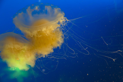 Canada, Vancouver Aquarium, Mauve stinger jellyfish stock photo