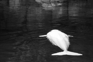 Kanada, Vancouver Aquarium, Weißer Wal - NGF000181