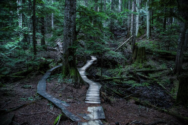 Canada, North Vancouver, Forrest trail in North Vancouver - NGF000182