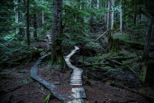 Canada, North Vancouver, Forrest trail in North Vancouver - NGF000182