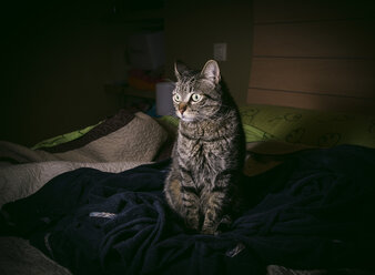 Getigerte Katze sitzt zu Hause auf dem Bett - RAEF000009