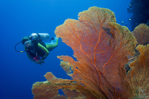 Pazifischer Ozean, Palau, Taucher im Korallenriff mit Riesenfächerkoralle, lizenzfreies Stockfoto