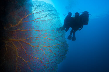 Pacific Ocean, Palau, scuba divers in coral reef with Giant Fan Coral - JWAF000210