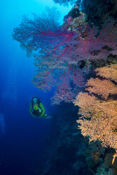 Pazifischer Ozean, Palau, Taucher im Korallenriff mit Riesenfächerkoralle - JWAF000212