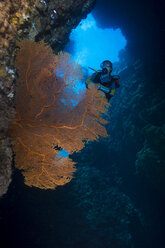 Pazifischer Ozean, Palau, Taucher im Korallenriff mit Riesenfächerkoralle - JWAF000214