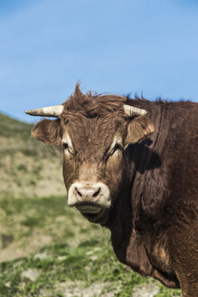 Spain, Andalusia, Tarifa, portrait of bull - KBF000304