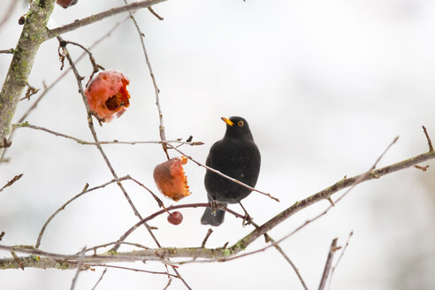 Amsel auf einem Zweig sitzend im Winter - JTF000619