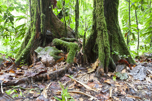Karibik, Guadeloupe, Basse-Terre, Regenwald, moosbewachsene Baumstämme - WLF000010