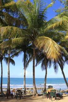 Karibik, Guadeloupe, Basse-Terre, Kokosnusspalmen am Strand Plage de Clugny - WLF000018