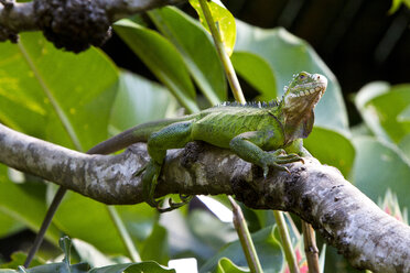 Karibik, Guadeloupe, Grande-Terre, Grüner Leguan, Iguana iguana, auf einem Ast sitzend - WLF000011