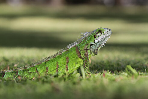 Karibik, Guadeloupe, Grande-Terre, Grüner Leguan, Leguan iguana - WLF000015