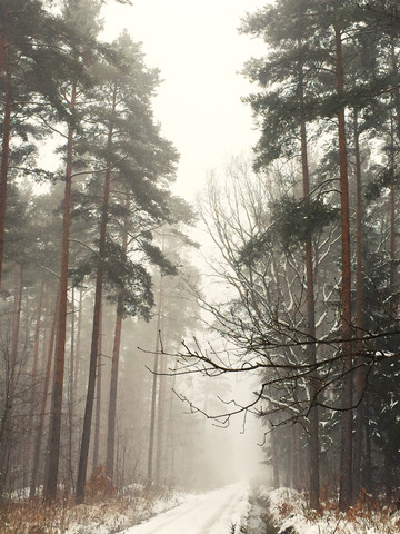 Wald im Winter, Nürnberg, Deutschland, lizenzfreies Stockfoto