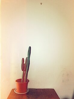 Cactus on wooden table - VRF000142