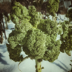 Kale in snow - CSTF000784