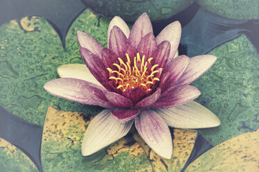 Water lily - CSTF000791