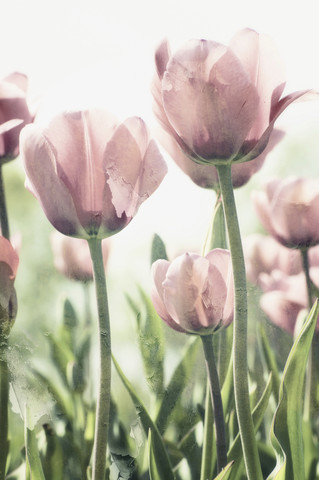 Tulpen, lizenzfreies Stockfoto