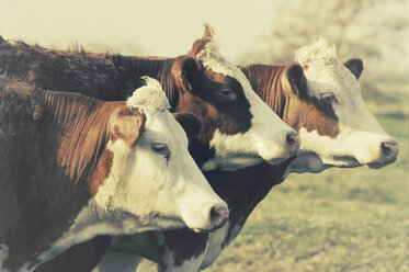 Three cows on pasture - CSTF000801