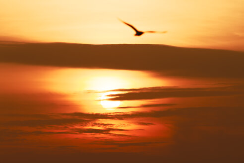 Fliegende Möwe bei Sonnenuntergang - KRP001220