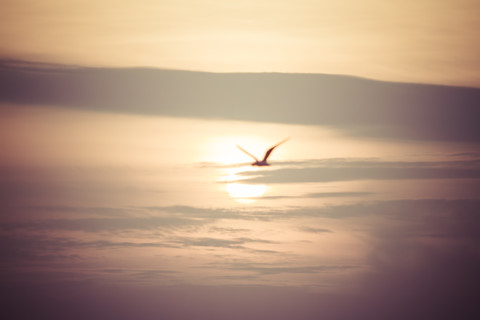 Flying seagull at sunset stock photo