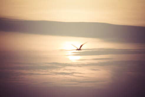 Fliegende Möwe bei Sonnenuntergang - KRPF001221