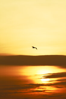 Fliegende Möwe bei Sonnenuntergang - KRPF001222