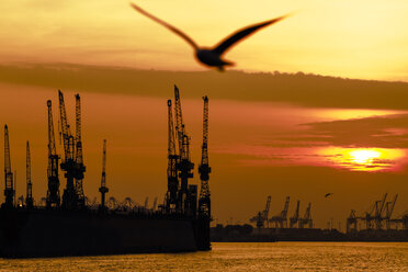 Deutschland, Hamburg, Möwe im Hafen bei Sonnenuntergang - KRPF001224