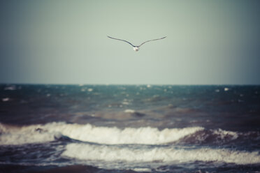 Germany, Baltic Sea, Dahme, seagull above the sea - KRPF001282