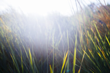 Germany, Dahme, marram grass at sunset - KRP001288