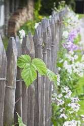 Zwischen Zaunpfosten wachsendes Blatt - GWF003590