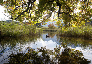 Österreich, Abtenau, Egelsee, Lammertal - WWF003373