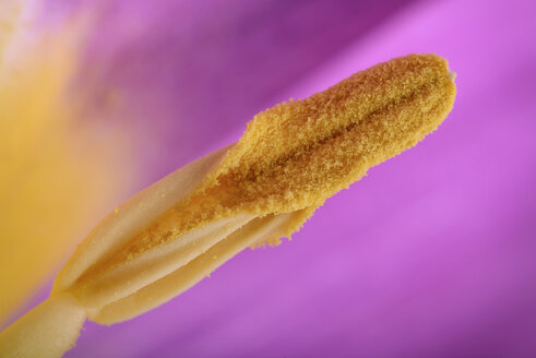 Tulip, Tulipa, Pistil with pollen - MJOF000935