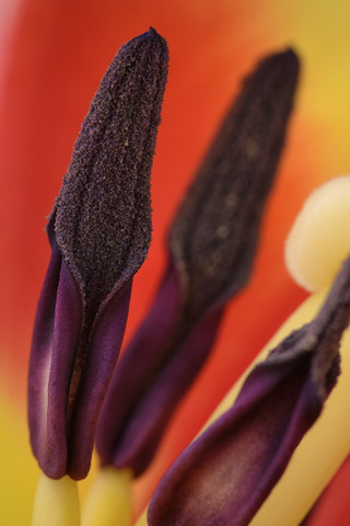 Tulpe, Tulipa, Blütenstempel, lizenzfreies Stockfoto