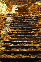 Deutschland, Treppe mit Herbstlaub - JTF000624