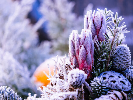 Germany, grave yard, flowers on grave in winter - KRPF001181