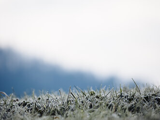 Germany, Black Forest, frozen grass in the morning in winter - KRPF001183