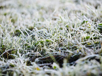 Germany, frozen grass in winter - KRPF001184